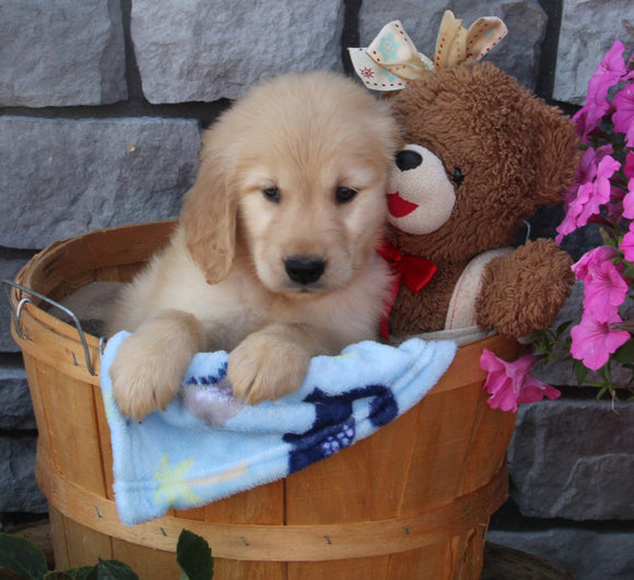 AKC Registered Golden Retriever For Sale Brinkhaven OH Male-Kai