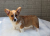 Pembroke Welch Corgi For Sale Millersburg OH Male-Victor