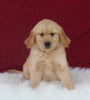 AKC Registered Golden Retriever For Sale Fredericksburg OH Female-Julie