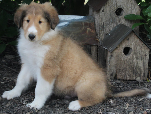 AKC Registered Lassie Collie For Sale Millersburg OH Male-Wesley