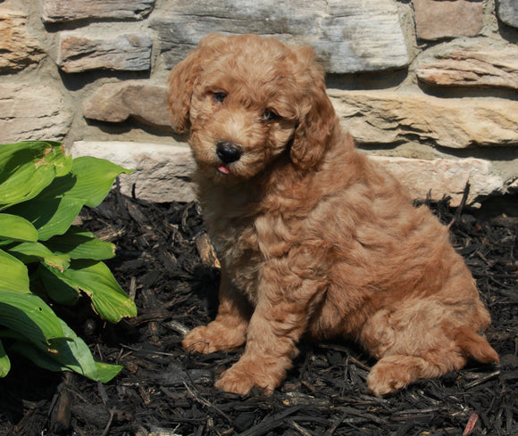Mini Goldendoodle For Sale Sugarcreek OH Male-Gage