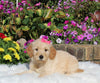 Goldendoodle For Sale Sugarcreek OH Female-Lexie