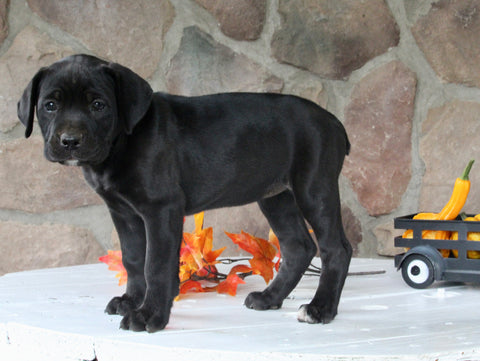AKC Registered Cane Corso For Sale Wooster OH Female-Dollie