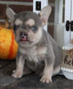 AKC Registered French Bulldog For Sale Wooster OH Female-Coco