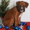 Boxer For Sale Fredericksburg OH Male-Max