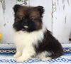 ACA Registered Pomeranian For Sale Millersburg OH Male-Alex