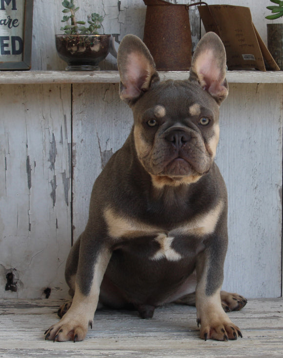 AKC Registered French Bulldog For Sale Millersburg OH Male-Jasper