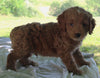 Cockapoo For Sale Dundee OH Male Buster