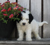 Mini Bernedoodle For Sale Sugarcreek OH Male-Mickie