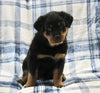 AKC Registered Rottweiler For Sale Shreve OH Male-Tucker