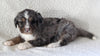 Bernedoodle For Sale Dundee OH Female-Holly