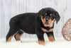 AKC Registered Rottweiler For Sale Holmesvile, OH Female- Angel