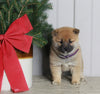 AKC Registered Shiba Inu For Sale Dundee OH Female-Lily