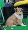 AKC Registered Collie Lassie For Sale Fredericksburg OH Female-Hailey