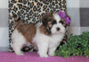 Shih Tzu For Sale Millersburg, OH Female- Amber *House Trained*