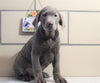 AKC Registered Labrador Retriever For Sale Sugarcreek, OH Male- Diesel
