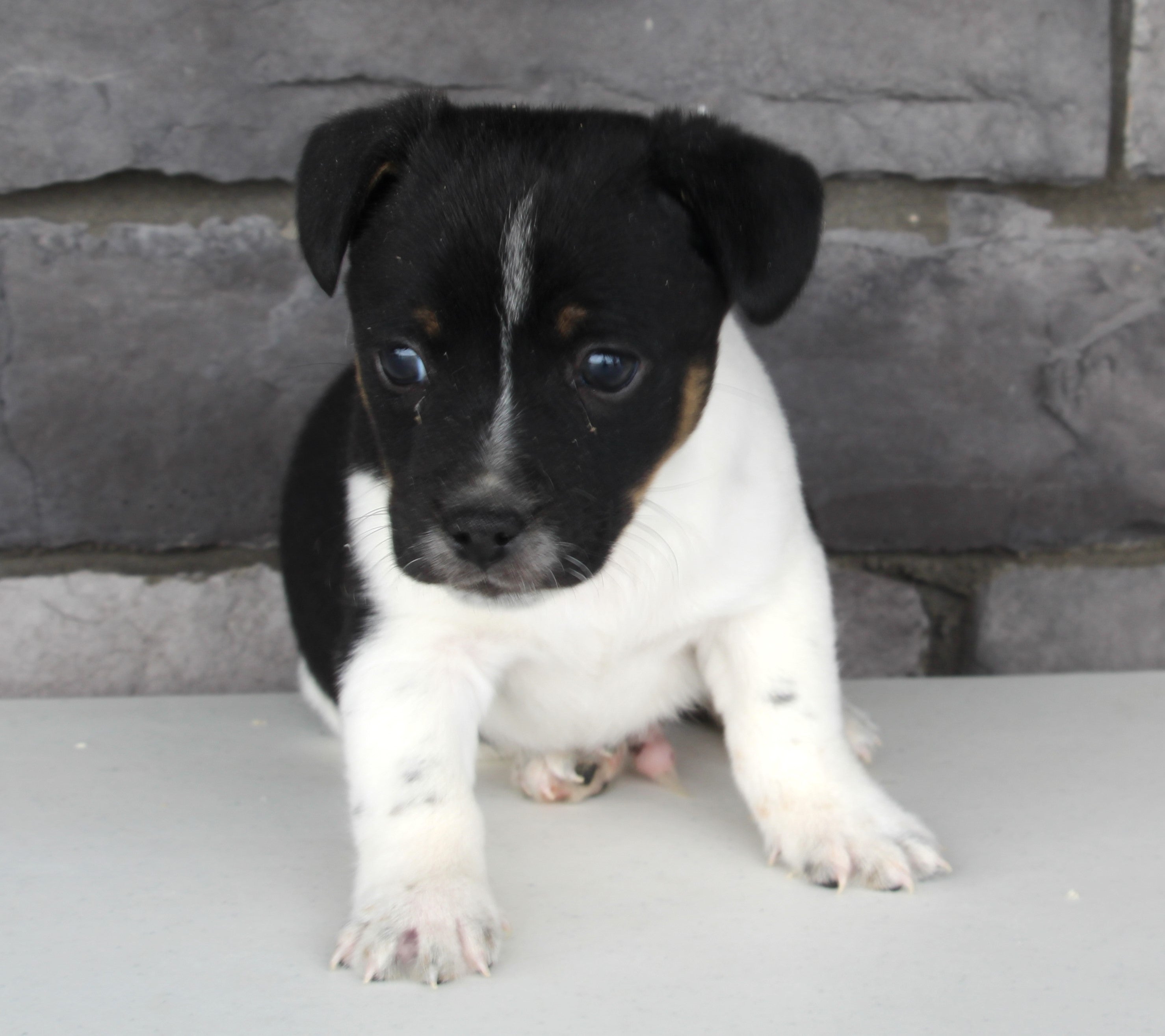 Jack Russel For Sale Millersburg OH MaleShane AC Puppies LLC