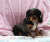 Cavalier For Sale Millersburg OH Male-Tyler