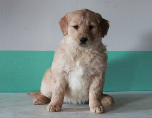 AKC Registered Golden Retriever For Sale Dundee, OH Female- Maggie