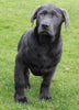 AKC Registered  Labrador Retreiver For Sale Sugarcreek OH Male-Charlie