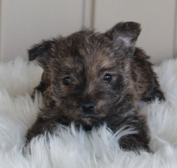 AKC Registered Cairn Terrier For Sale Millersburg OH Female-Olivia