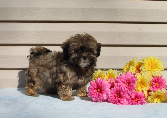 Shih-poo For Sale Warsaw OH Male-Terrance