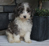 AKC Registered Moyen Poodle For Sale Wooster OH Male-Asher