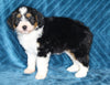 Mini Bernedoodle For Sale Dundee OH Female-Lacey