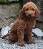 Goldendoodle For Sale Millersburg OH Male-Niles