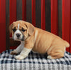 Beabull For Sale Wooster OH Male-Remy