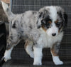 Mini Bernedoodle For Sale Mt Hope OH Female-Angela