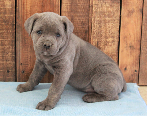 AKC Registered Cane Corso For Sale Wooster, OH Female- Lola
