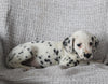 AKC Registered Dalmatian For Sale Wooster OH Male-Ace