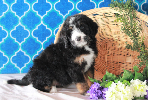 Bernedoodle For Sale Sugarcreek, OH Male- Chief