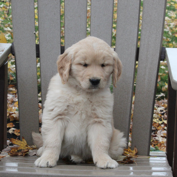 AKC Registered Golden Retriever For Sale Fredericksburg OH Male-Linus