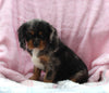 Cavalier For Sale Millersburg OH Male-Tyler