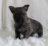 AKC Registered Cairn Terrier For Sale Millersburg OH Female-Mia