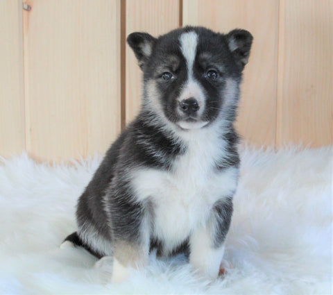 German Shepherd/ Siberian Husky Mix For Sale Millersburg, OH Female- Lola