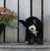 Mini Bernedoodle For Sale Sugarcreek OH Male-Marco