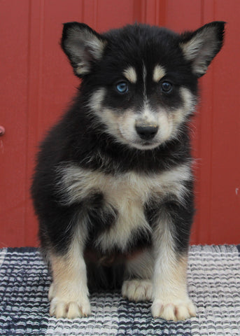 Pomsky Puppy For Sale Wooster OH-Male Oliver