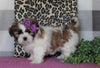 Shih Tzu For Sale Millersburg, OH Female- Amber *House Trained*