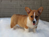 Pembroke Welch Corgi For Sale Millersburg OH Male-Victor