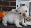 AKC Registered French Bulldog For Sale Wooster OH Female-Snow