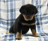 AKC Registered Rottweiler For Sale Shreve OH Male-Max