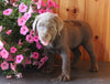 AKC Registered Labrador Retriever For Sale Fredericksburg OH Female-Gracie