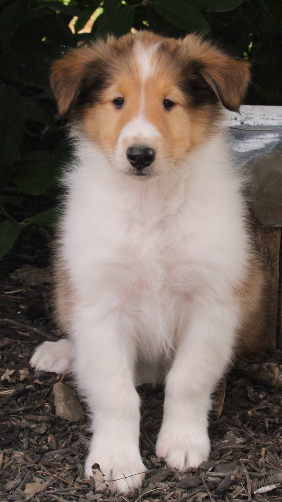 AKC Registered Lassie Collie For Sale Millersburg OH Male-Weston