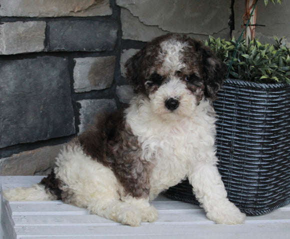 AKC Registered Moyen Poodle For Sale Wooster OH Female-Ava