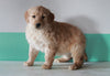 AKC Registered Golden Retriever For Sale Dundee, OH Female- Maggie