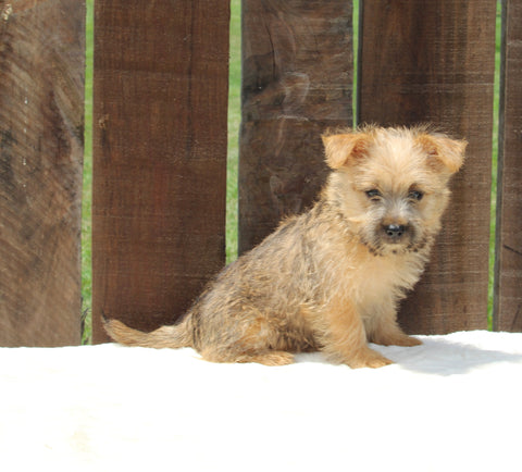 AKC Registered Cairn Terrier For Sale Millersburg OH -Male Riley