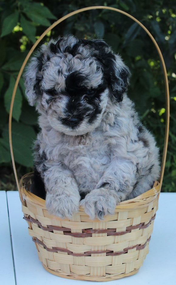 AKC Registered Mini Poodle For Sale Millersburg OH Male-Pluto